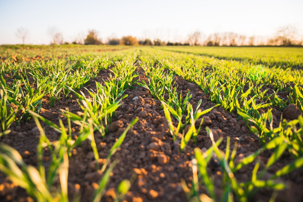 Young Farmers invest more than €186 million in their farms