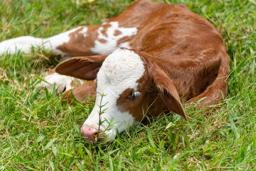 Suckler herd reduction scheme a non-runner for <strong>Macra</strong>